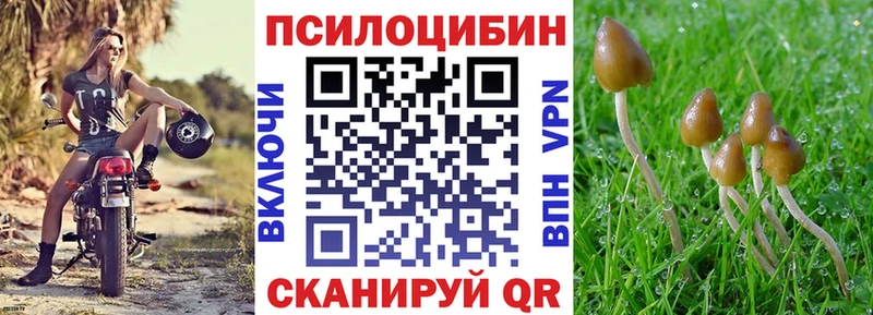 Купить где  Семёнов  Псилоцибиновые грибы Psilocybe 